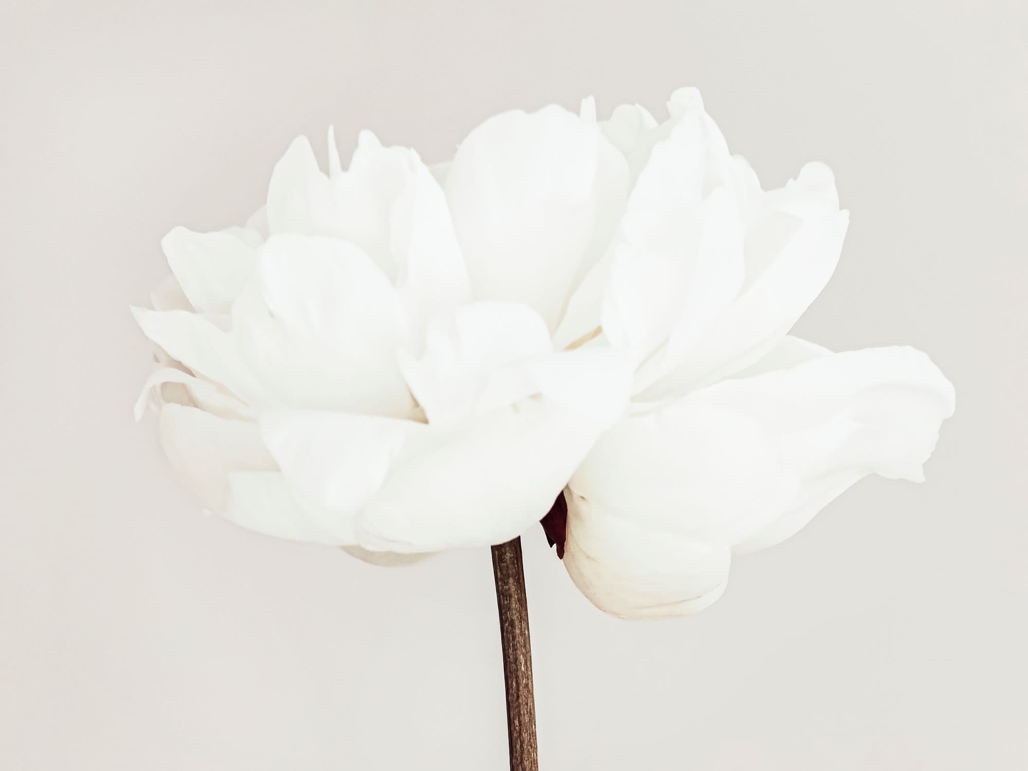 Peonies