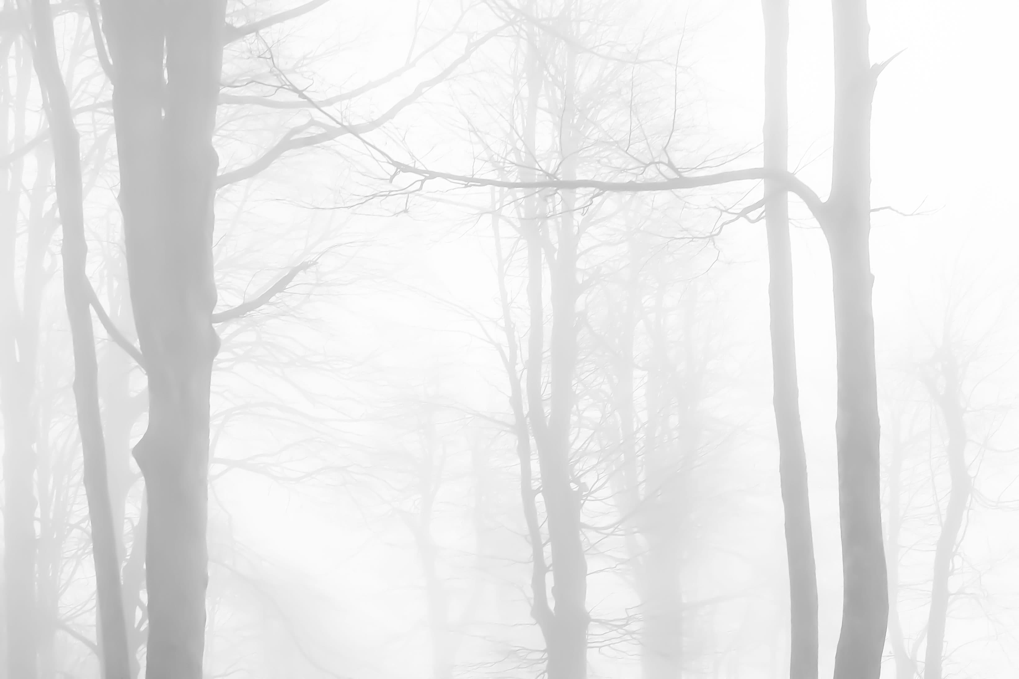 Forest & Woodlands
