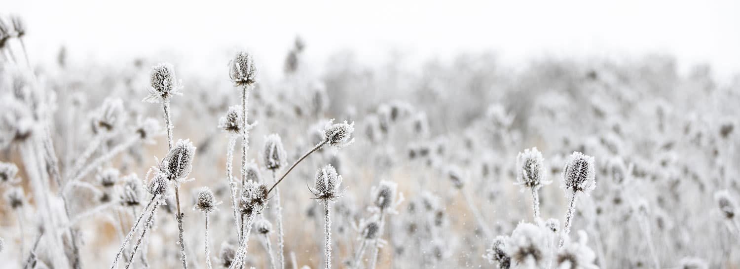 Winter Light