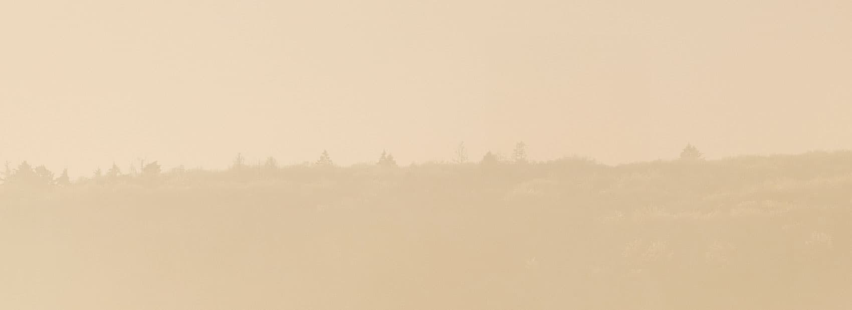 Soothing Earthy Tones​