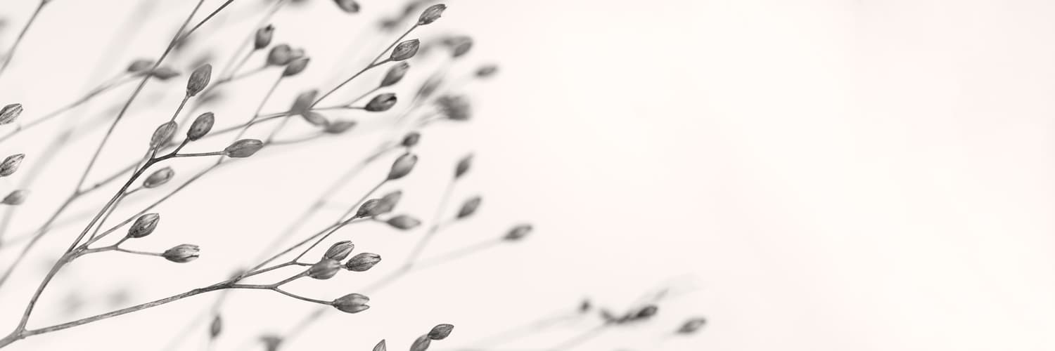 Dried Flowers & Plants