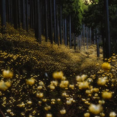 Hitoshi Yamada