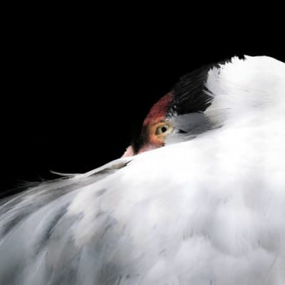K.Hayakawa