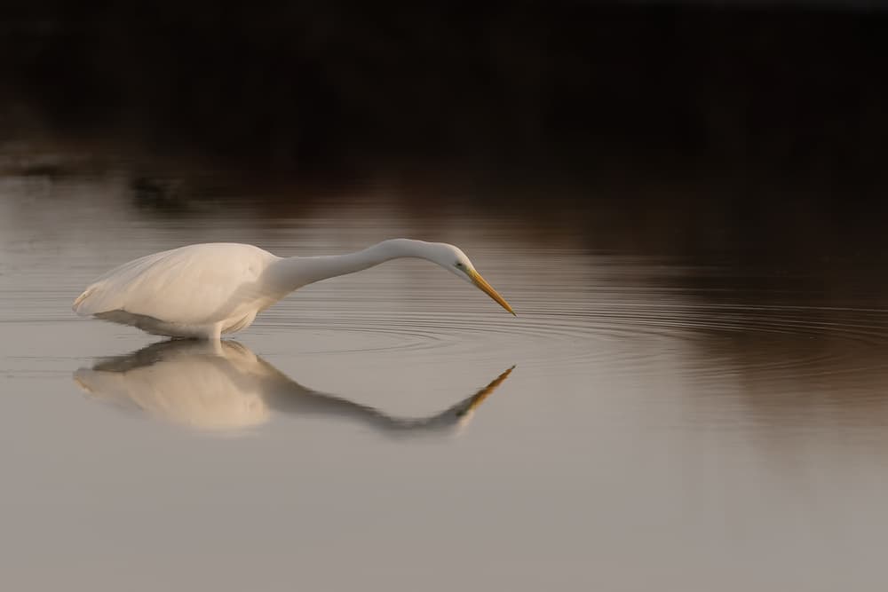 White Egret Reflection by Joaquin Forner Rodriguez — canvas wall art