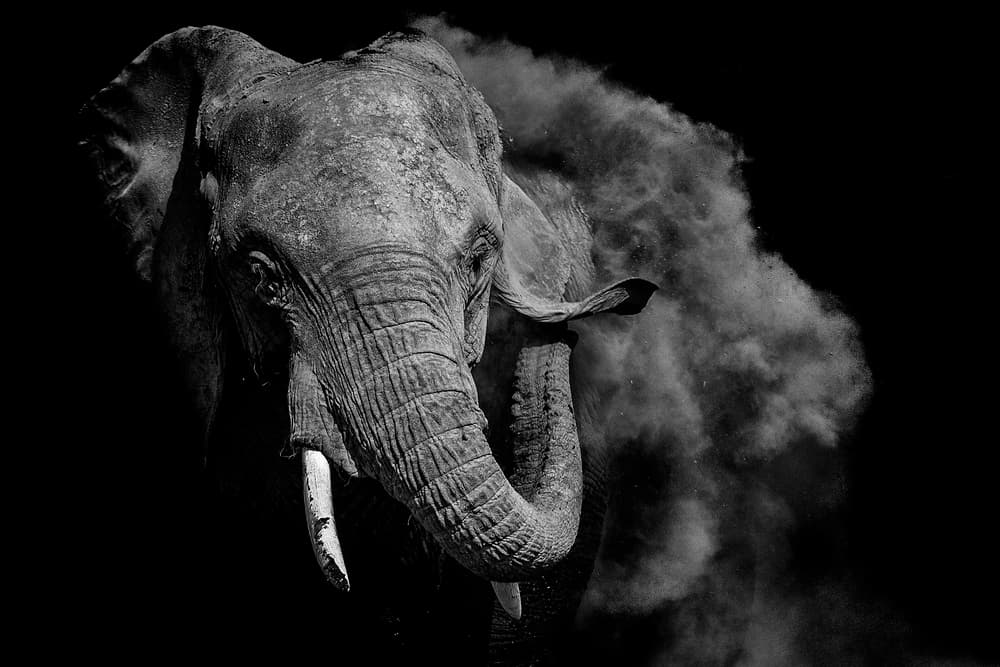 African Elephant Dust by Vedran Vidak — canvas wall art