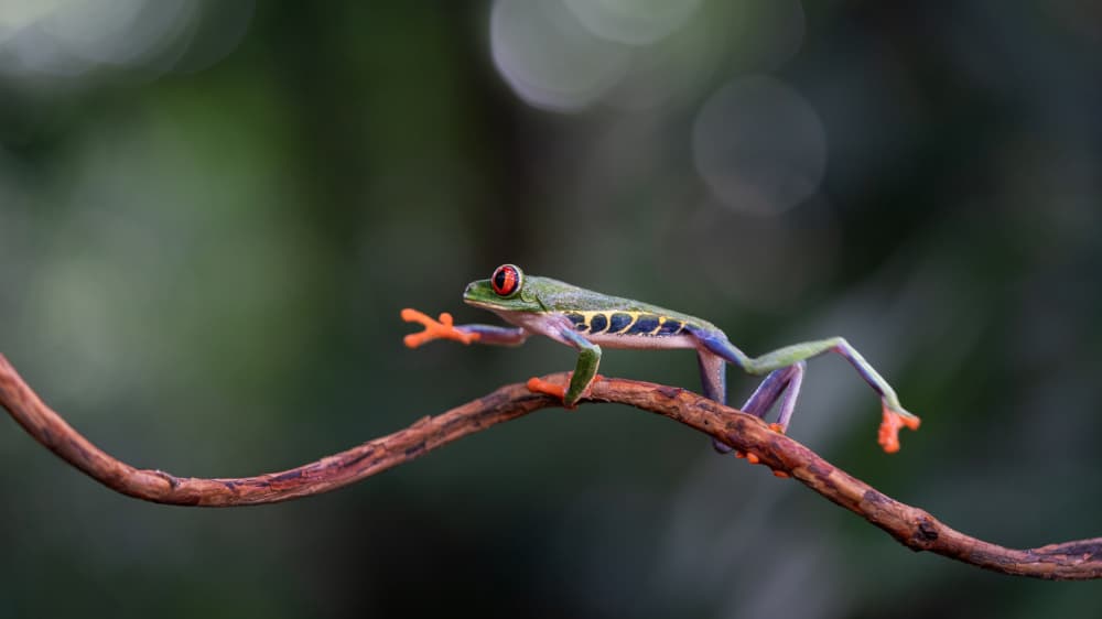 Red Eyed Tree Frog by Els Keurlinckx — canvas wall art