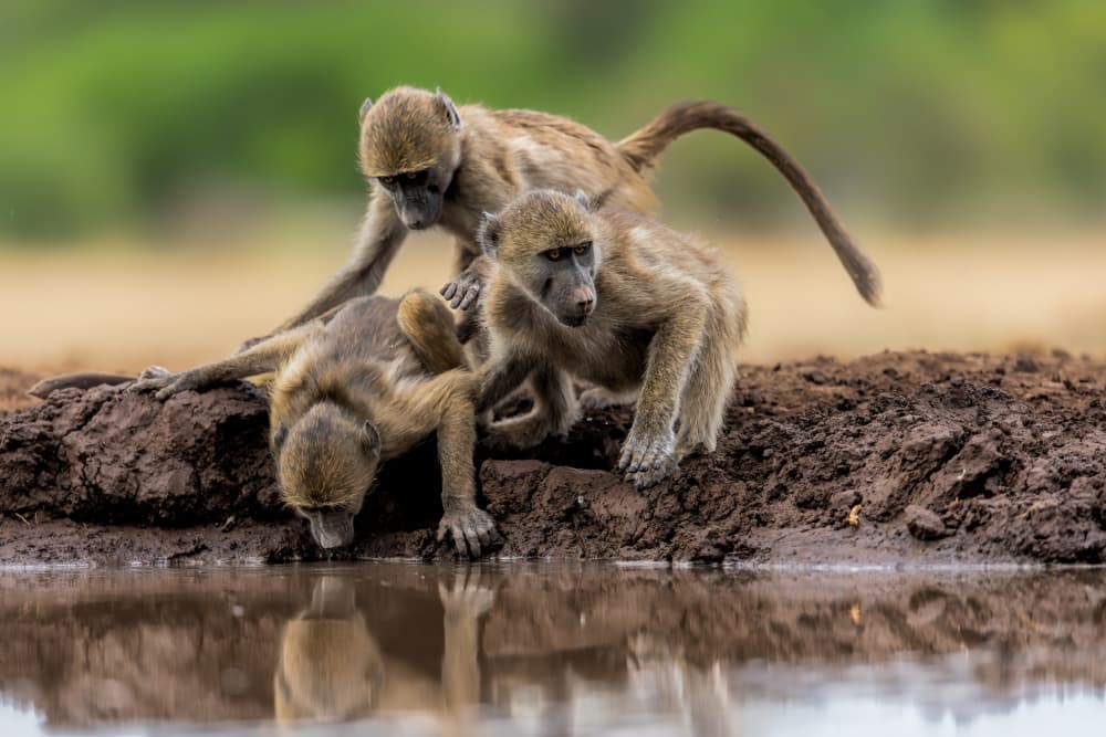 Thirsty Baboon Trio by Jun Zuo — canvas wall art