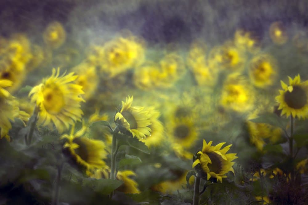 Golden Sunflower Dreams by dan-ca — canvas wall art