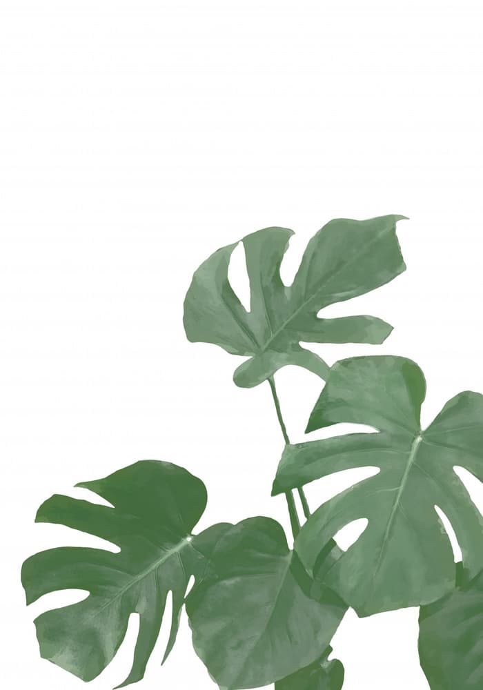 Fresh Green Monstera Leaves by Pictufy Studio II — canvas wall art