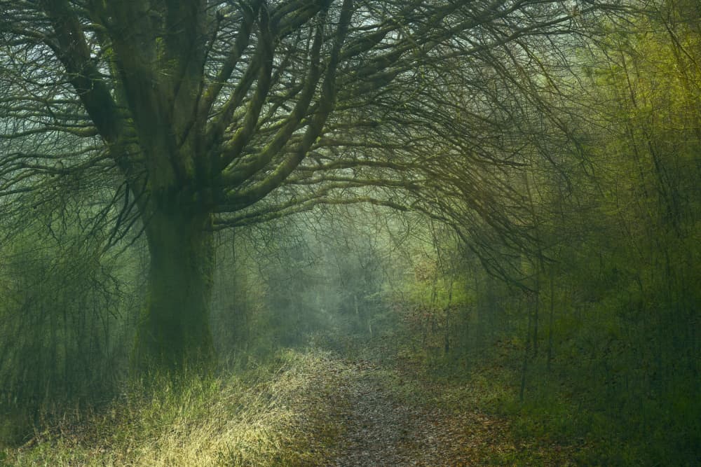 Misty Forest Path by Liesbeth van Asselt — canvas wall art
