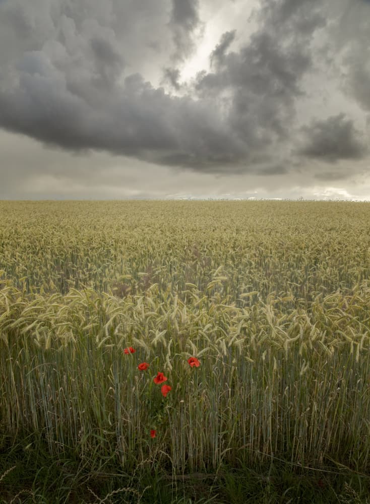 Red Poppies Dramatic Sky by Jakob Arnholtz — canvas wall art