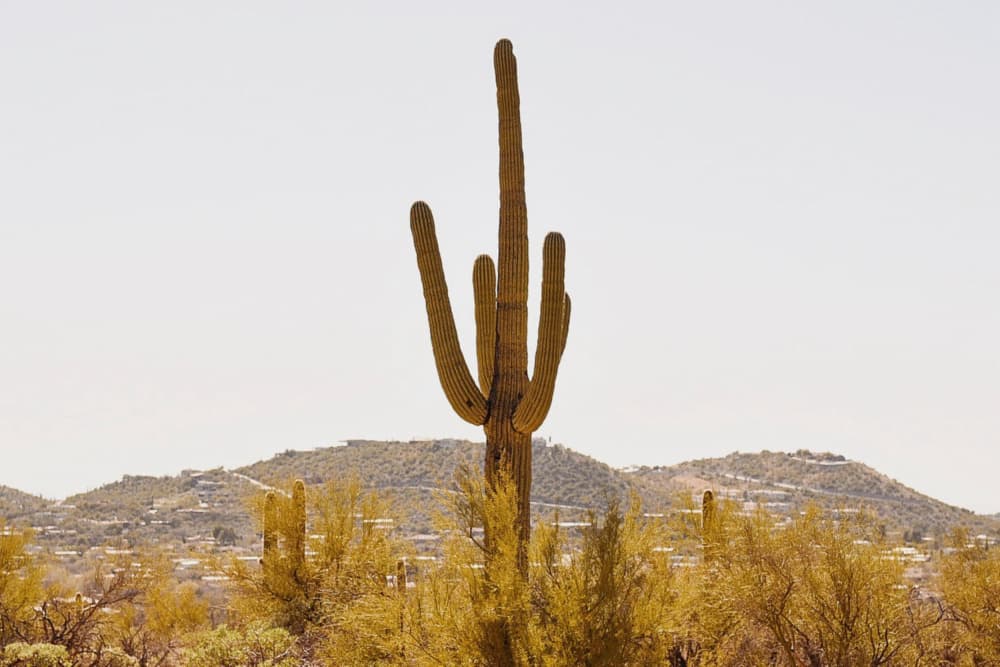 Southwest Saguaro Cactus View by Del Mundo Imagery — canvas wall art