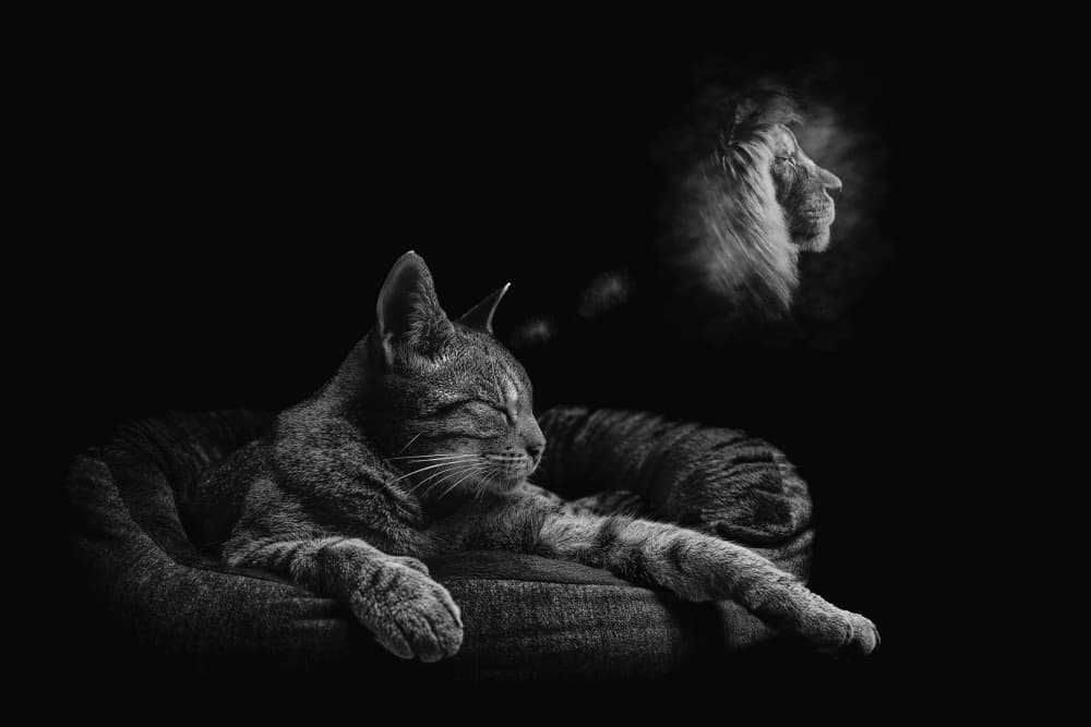 Feline's Wild Dream by Peter Schade — canvas wall art