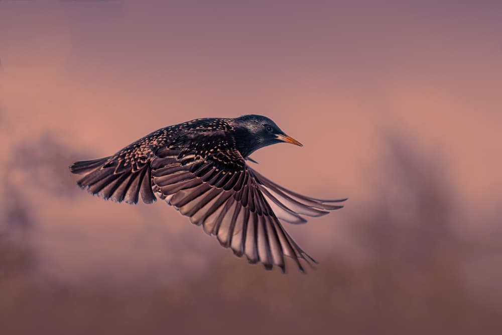 Graceful Starling Flight by Gert J ter Horst — canvas wall art
