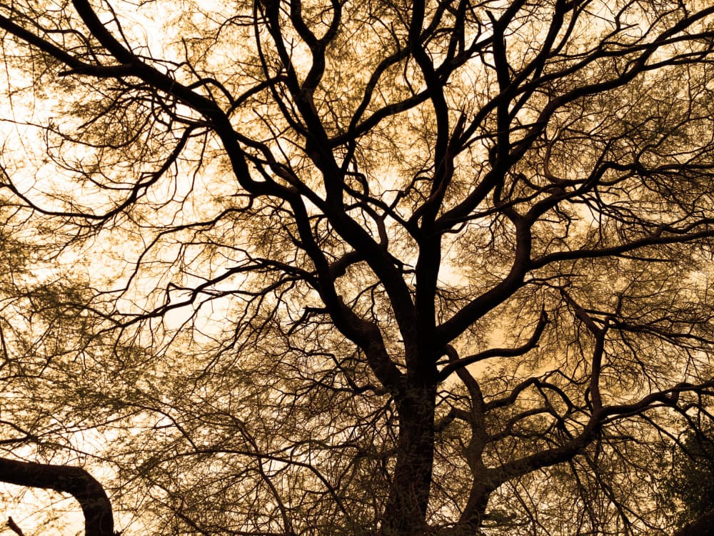 Golden Tree Silhouette by Santhosh ch — canvas wall art
