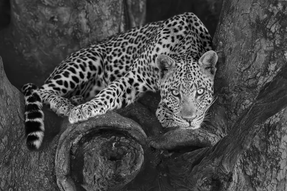 Black White Leopard Gaze by Jun Zuo — canvas wall art