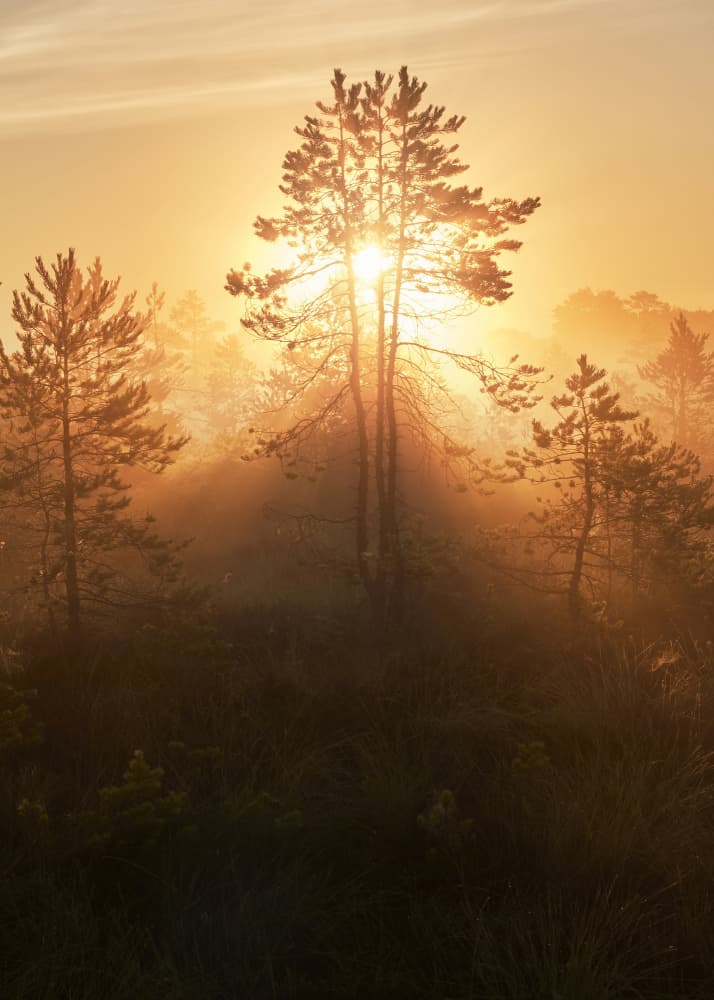 Golden Forest Sunrise by Hamed Bank — canvas wall art