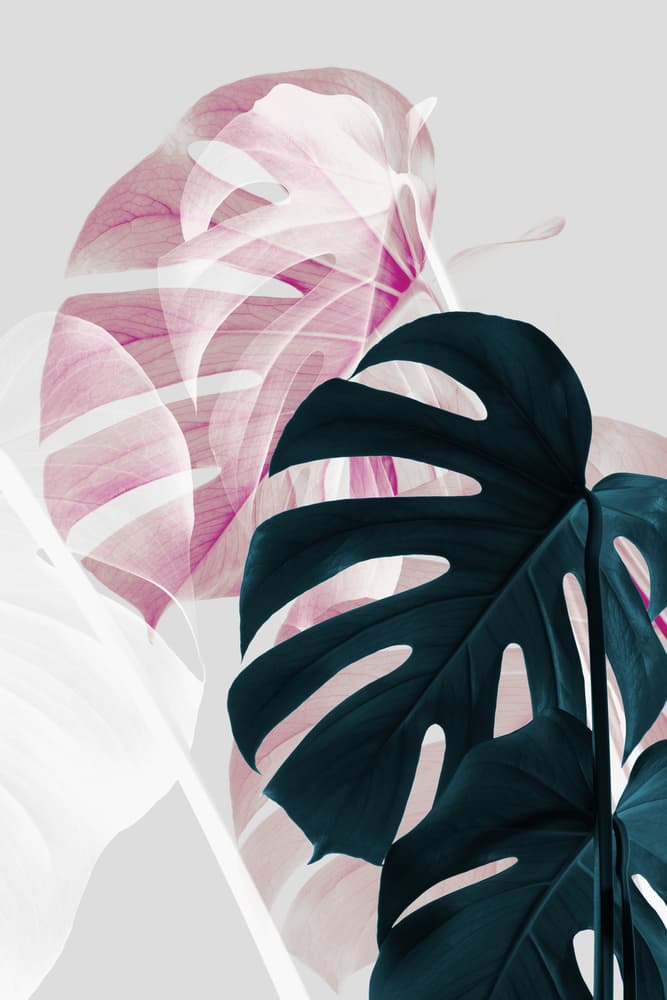 Pink Teal Monstera Layers by Pictufy Studio III — canvas wall art