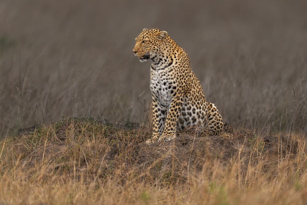 Leopard's Watchful Gaze by Yogesh Bhatia — canvas wall art