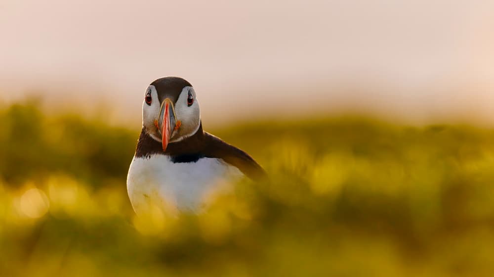 Atlantic Puffin Gaze by Stuart Williams — canvas wall art
