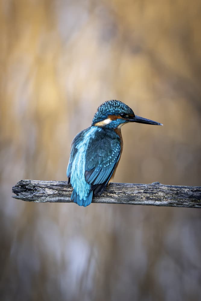Vibrant Kingfisher Perched by Ruth Franke — canvas wall art
