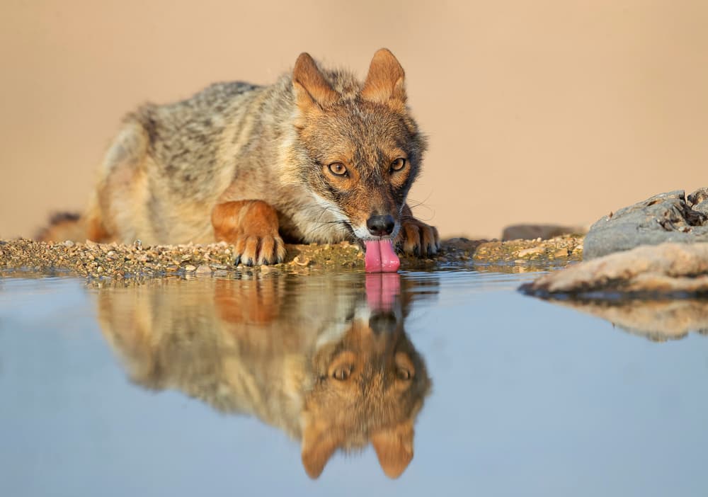 Golden Jackal Water Reflection by Shlomo Waldmann — canvas wall art