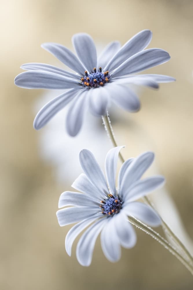 Untitled by Mandy Disher — canvas wall art
