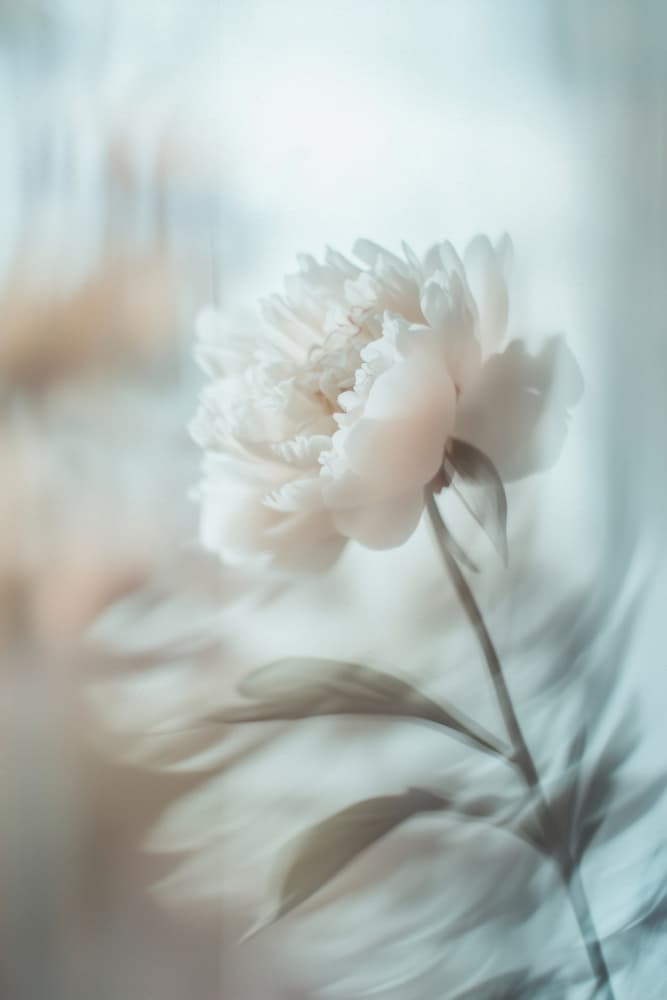 Bloom sway by Treechild — canvas wall art