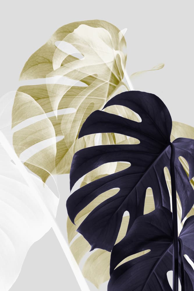 Layered Monstera Foliage by Pictufy Studio III — canvas wall art