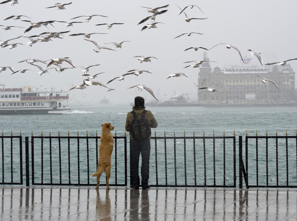 Man Dog Flying Birds by Ibrahim Canakci — canvas wall art