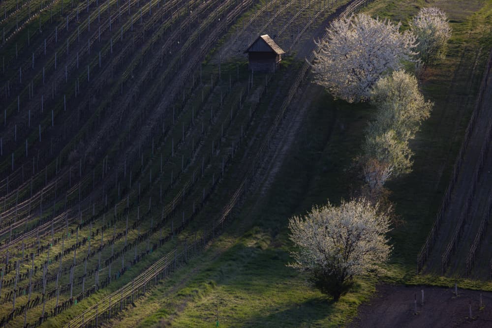 Blossoming Vineyard Hillside by Clas Gustafson PRO — canvas wall art