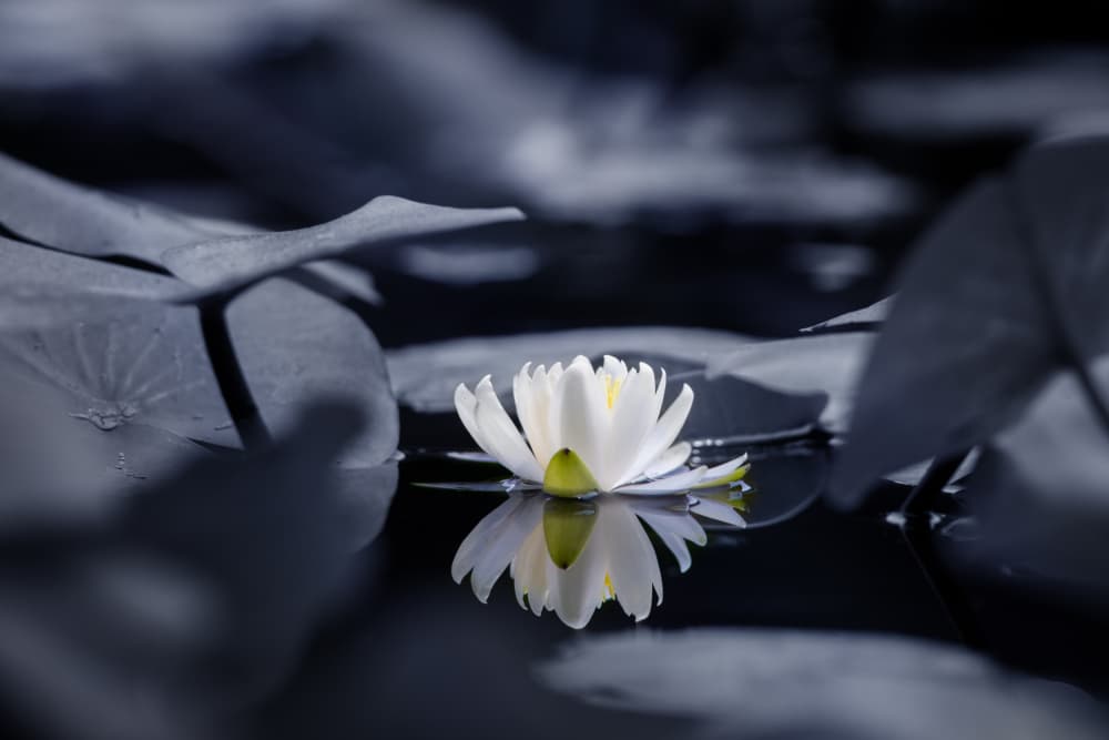 White Water Lily Reflection by Takashi Suzuki — canvas wall art