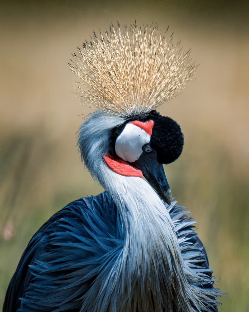 Majestic Crowned Crane by Ahmed Elsheshtawy — canvas wall art