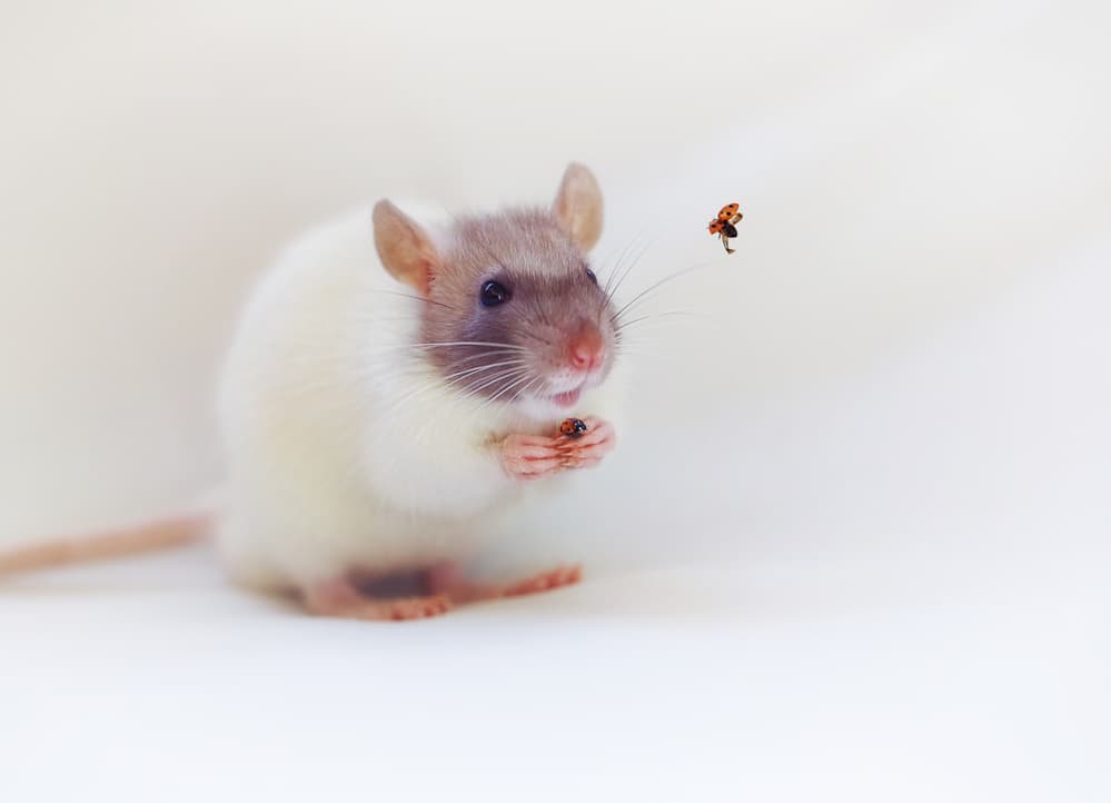 Gentle Rat and Ladybug by Ellen van Deelen — canvas wall art