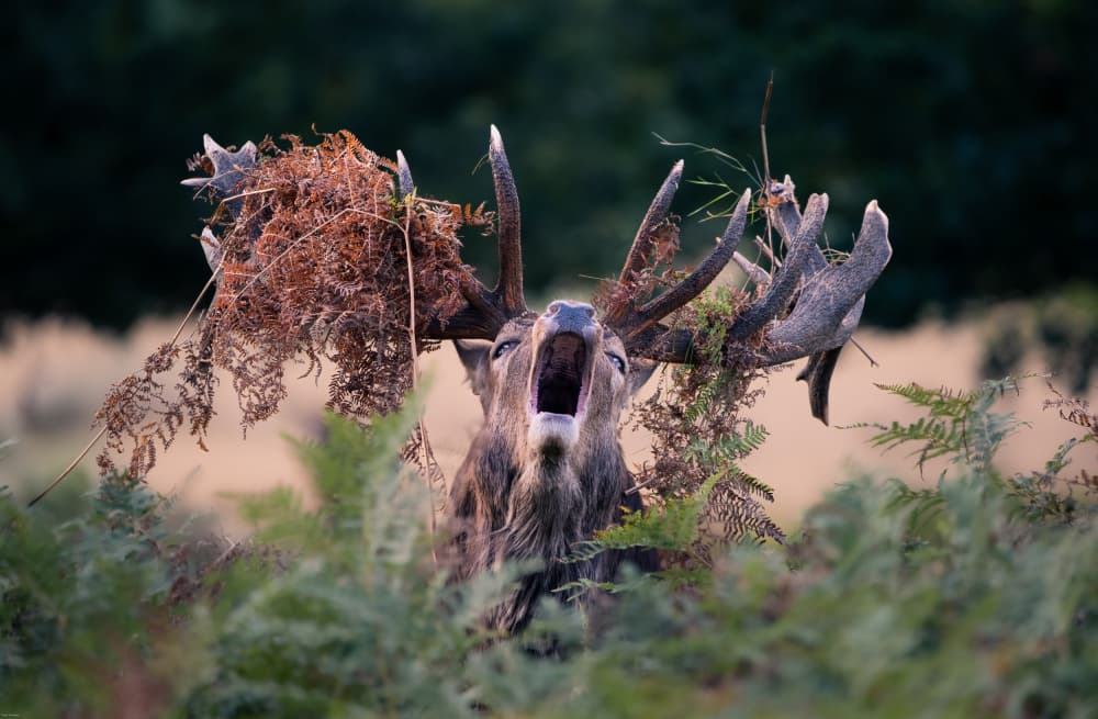 Roaring Red Deer Stag by Tudor Munteanu — canvas wall art