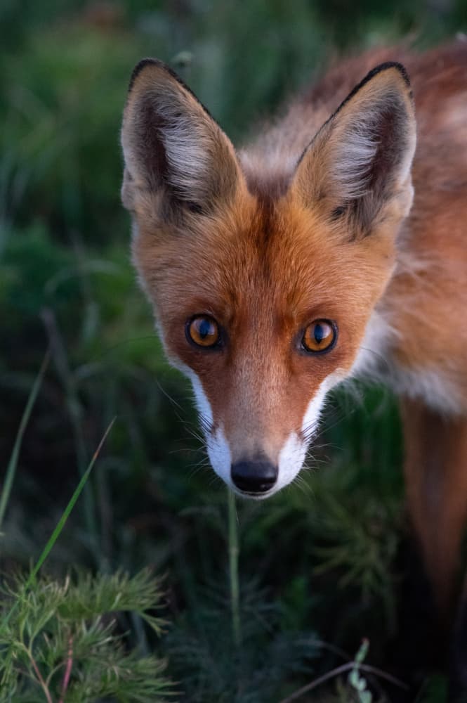Curious Red Fox by Arsen Alaberdov — canvas wall art