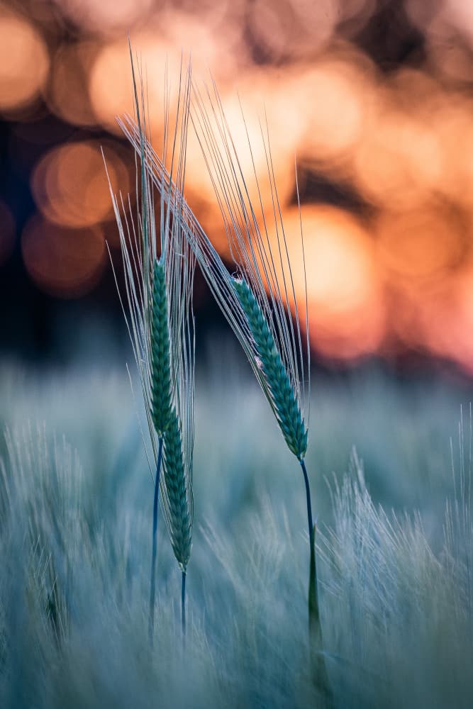 Golden Hour Grain by Marija Kordić — canvas wall art