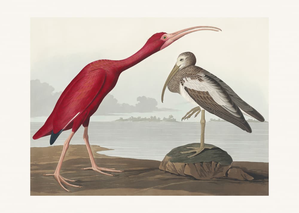 Scarlet Ibis From Birds of America (1827) by John James Audubon — canvas wall art