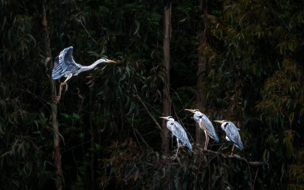 Herons in Dark Forest by Rodrigo Núñez Buj — canvas wall art