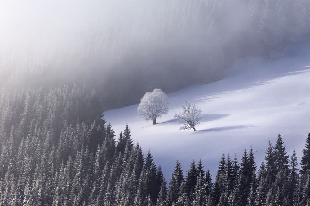 Misty Winter Trees by Lazar Ioan Ovidiu — canvas wall art