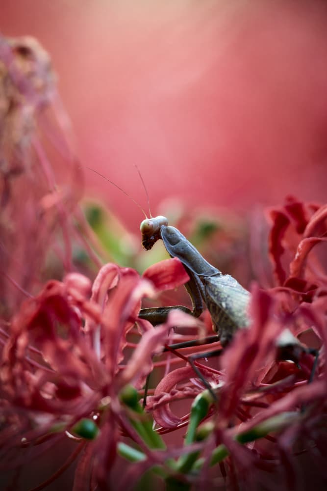 Praying Mantis on Red by Keigo Tatara — canvas wall art