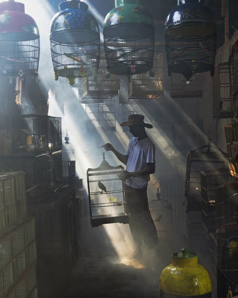 Bird Seller Sun Rays by Rini Widyantini — canvas wall art