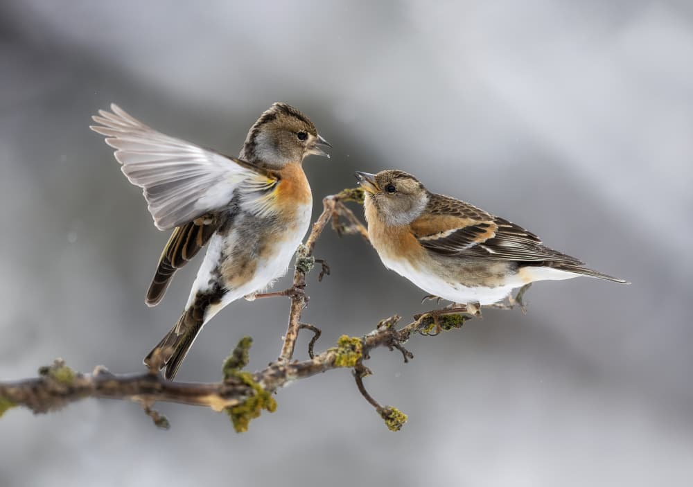 Winter Brambling Pair by Marco Barisone — canvas wall art