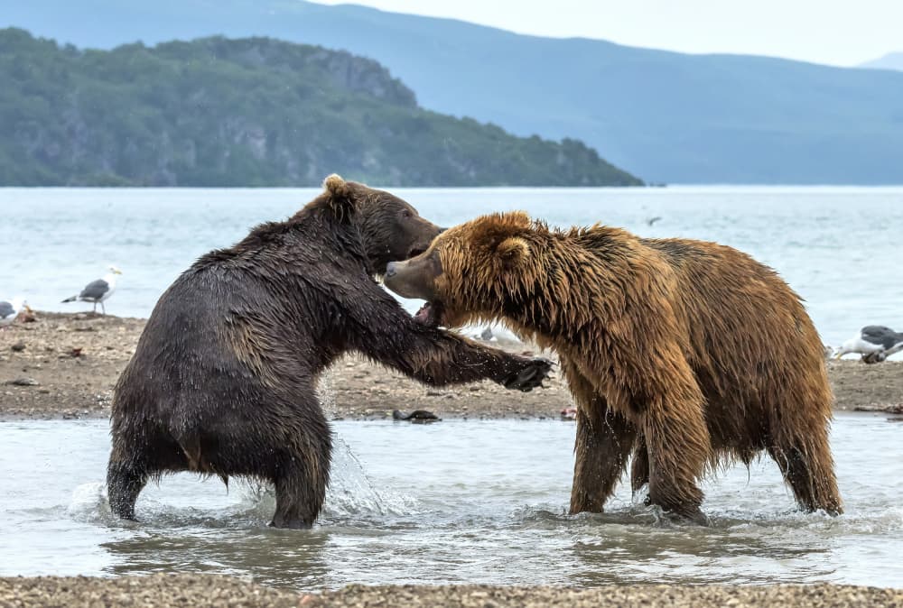 Wild Bear Brawl by Giuseppe DAmico — canvas wall art