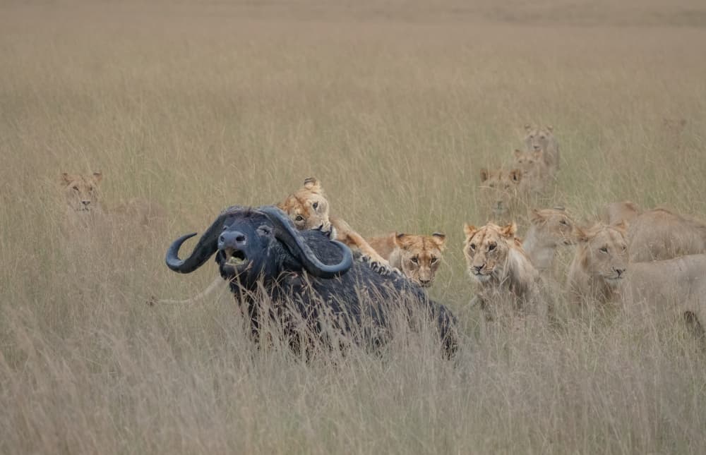 Pride Hunts African Buffalo by MIN LI — canvas wall art