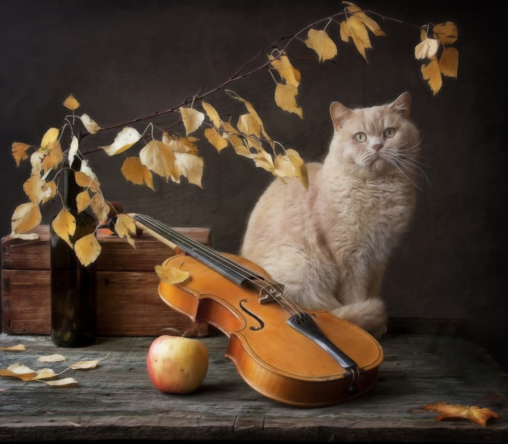 Autumn Cat and Violin by Eleonora Grigorjeva — canvas wall art