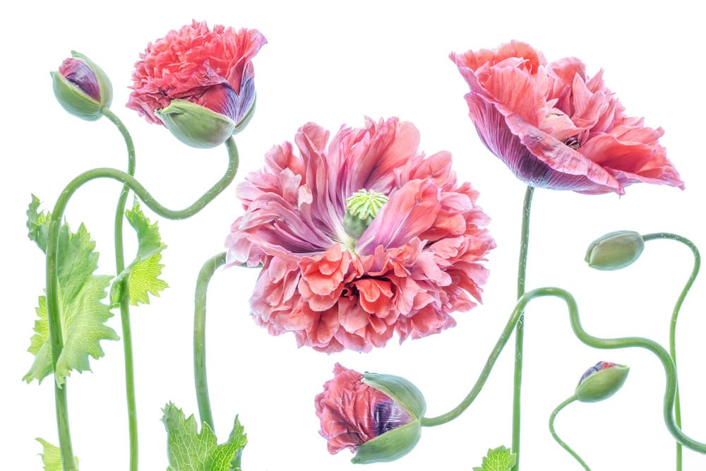 Fancy by Mandy Disher — canvas wall art