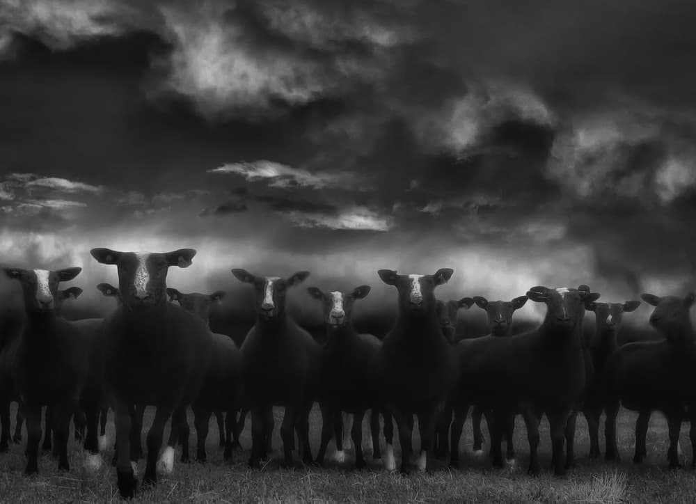 Dramatic Sheep Gaze by Yvette Depaepe — canvas wall art