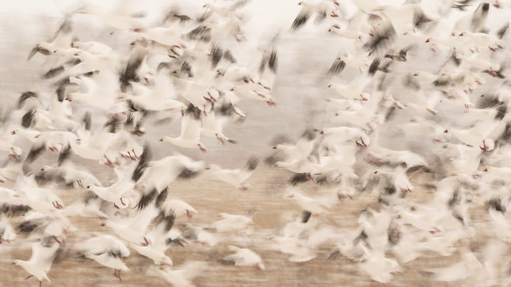 Soaring White Geese by Qingsong Wang — canvas wall art