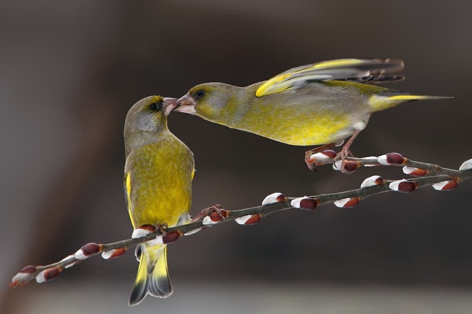 Loving Greenfinch Pair by Tomas Sereda — canvas wall art